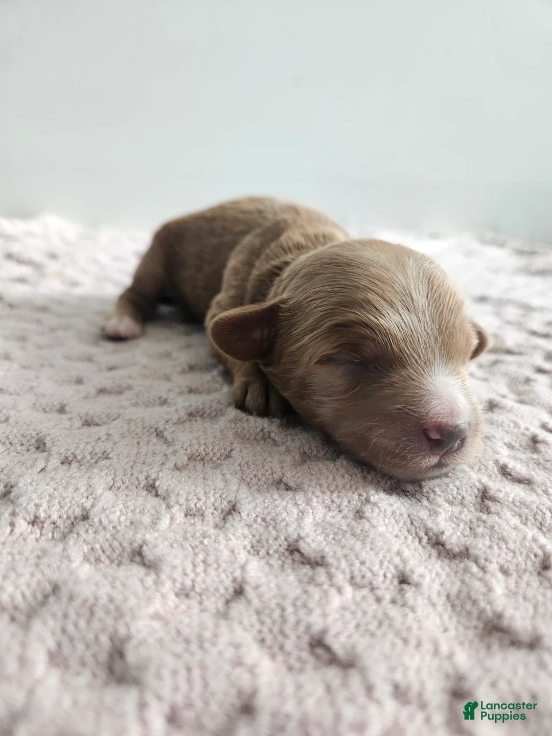 Cavapoo dogs for sale: Chase - Ad 1