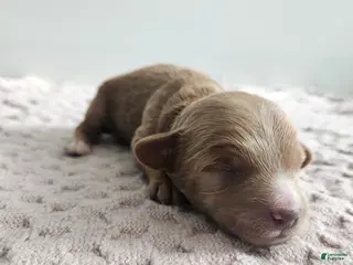 Cavapoo dogs Chase - Ad 28