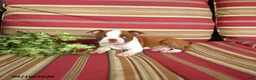 Boston Terrier dogs for sale: Ruth - Ad 5