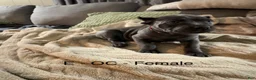 Cane Corso dogs for sale: Cane Corso Orange - Ad 2