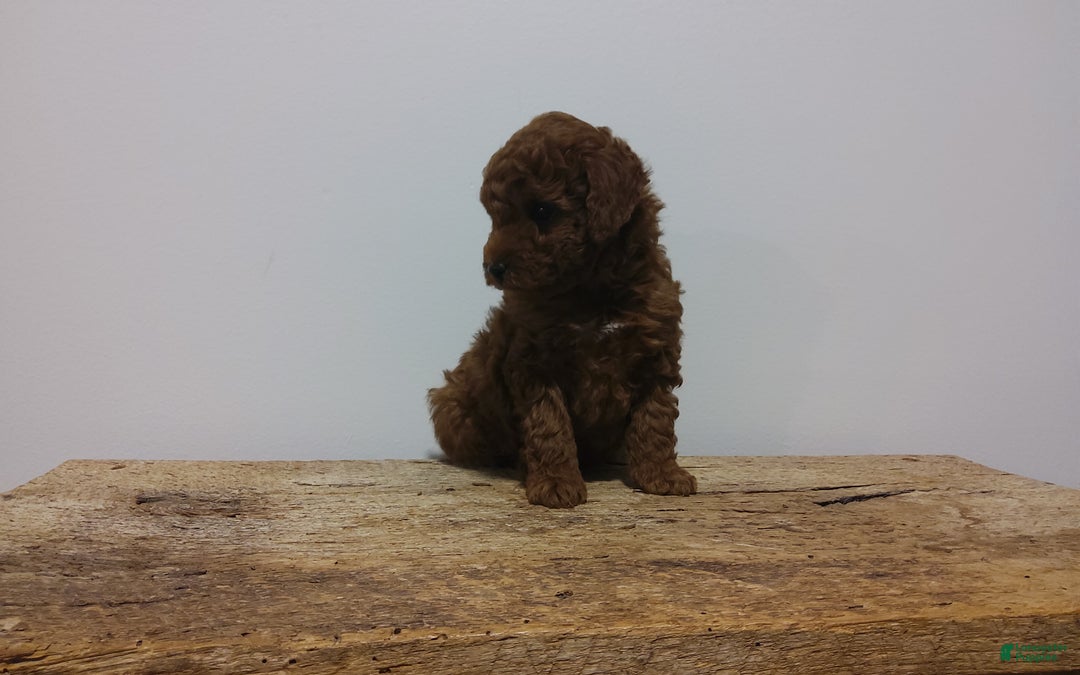 Miniature Poodle dogs for sale: Miniature Poodle Puppy 4 - Ad 2