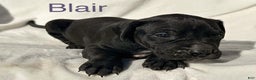 Great Dane dogs for sale: Blair - Ad 8