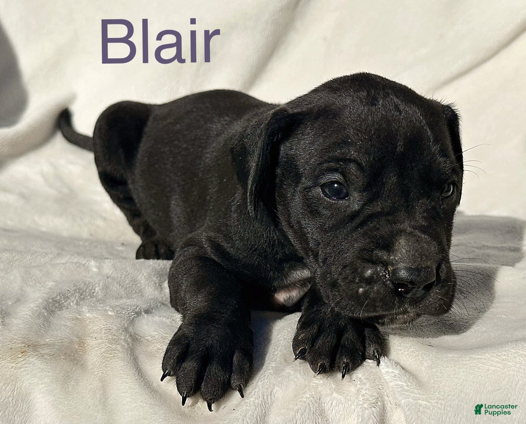 Great Dane dogs for sale: Blair - Ad 8