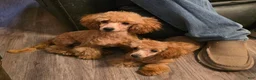 Toy Poodle dogs for sale: Rocky  - Ad 3