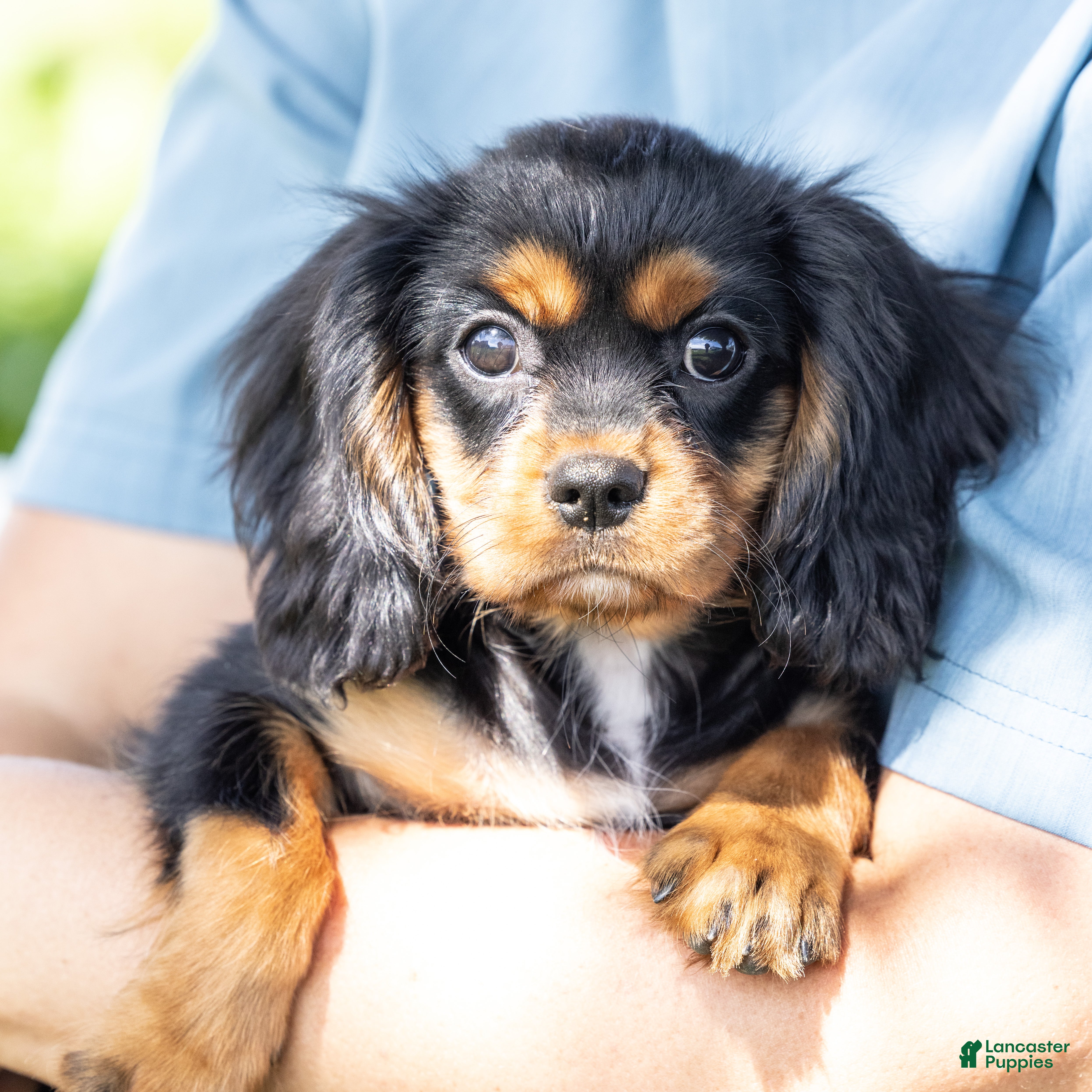 Cavalier King Charles Spaniel dogs Butch - Ad 1