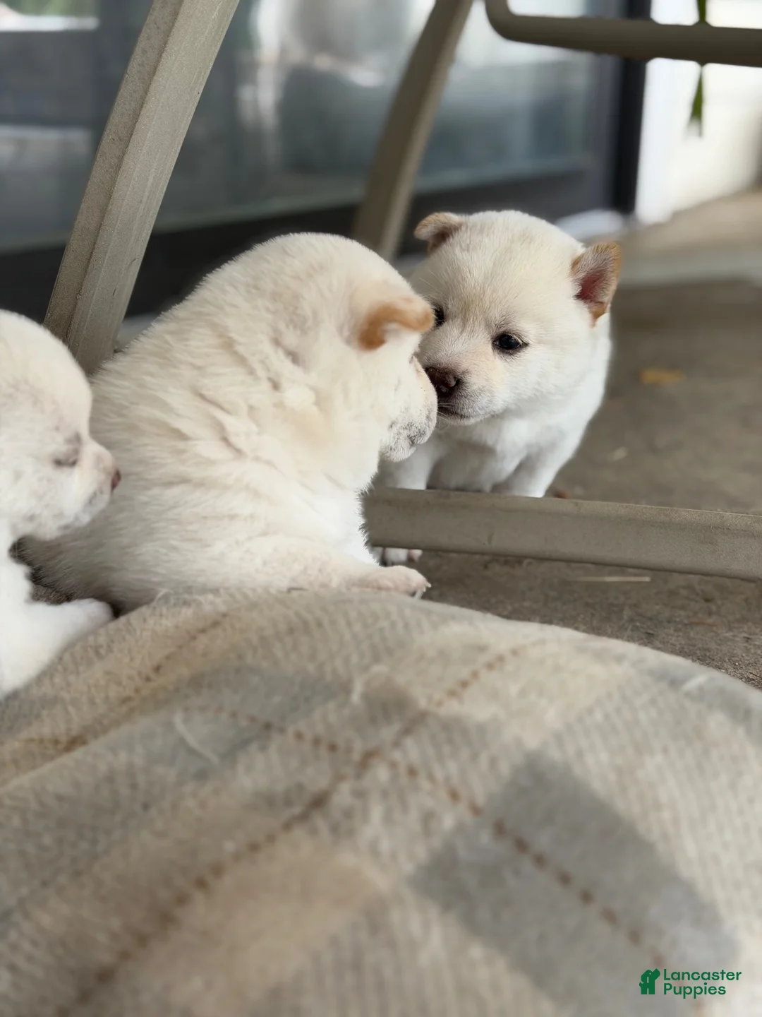 Shiba Inu dogs for sale: Koda - Ad 11