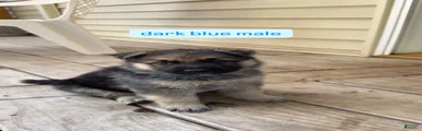 Dark Blue Male
