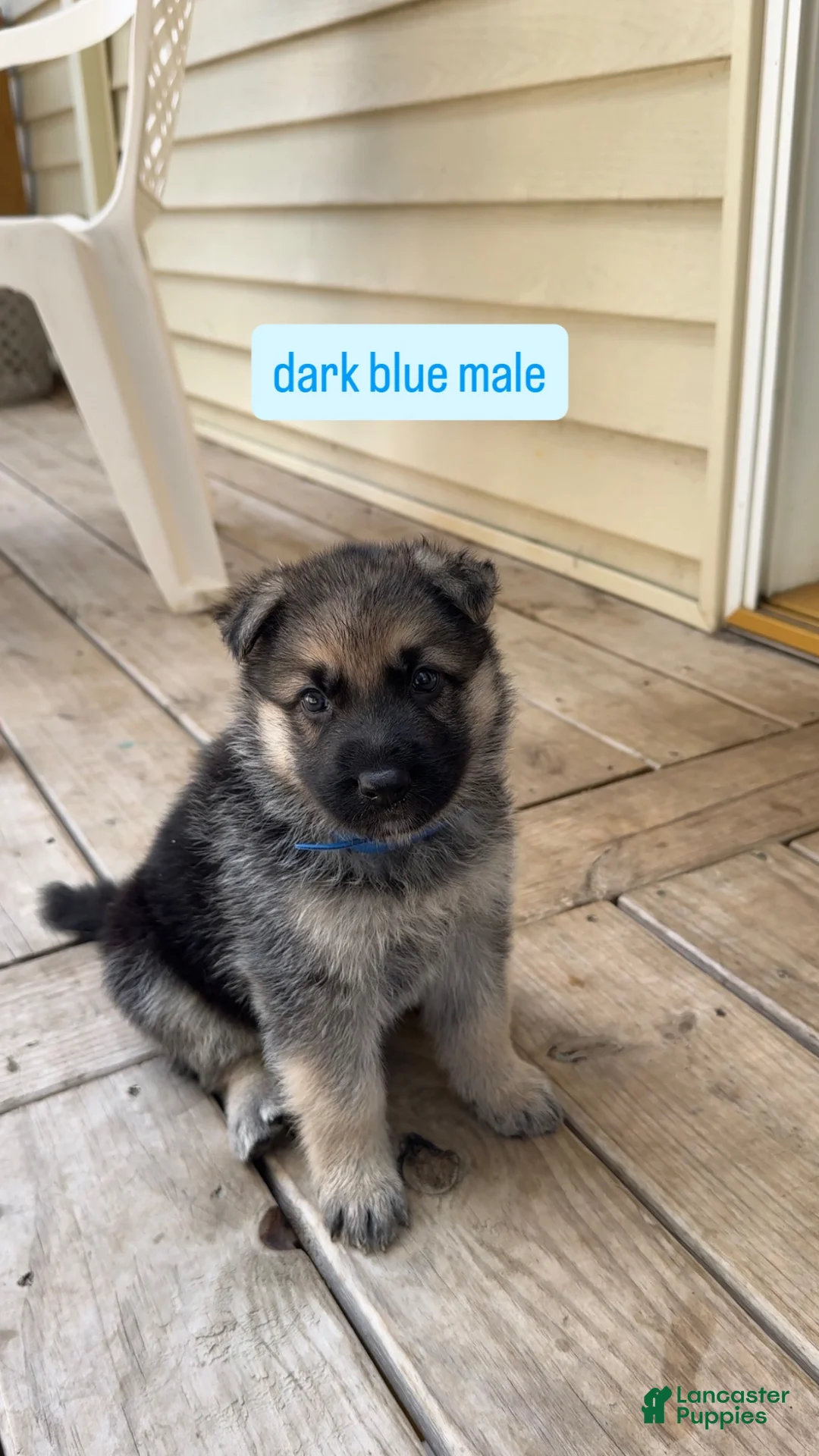 German Shepherd dogs for sale: Dark Blue Male - Ad 1