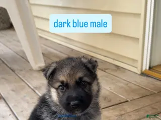 German Shepherd dogs Dark Blue Male - Ad 8