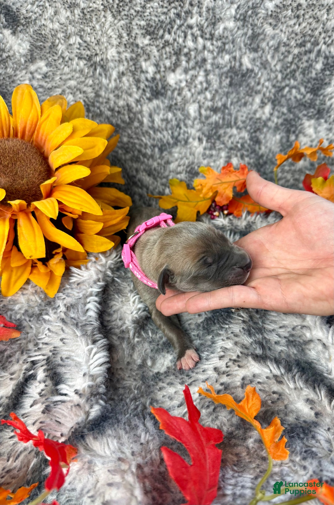 Great Dane dogs for sale: Professor McGonagall - Ad 7