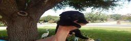 German Shepherd dogs for sale: Ms Yellow - Ad 18