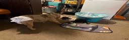 American Bully dogs for sale: Micro Bully Puppy  - Ad 4