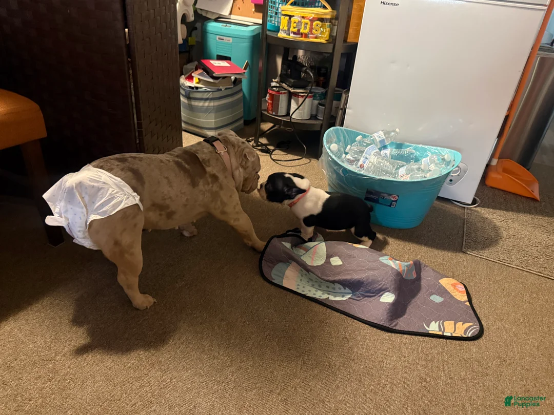 American Bully dogs for sale: Micro Bully Puppy  - Ad 4