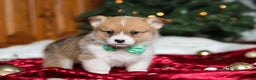 Welsh Corgi Pembroke dogs for sale: Santa - Ad 6