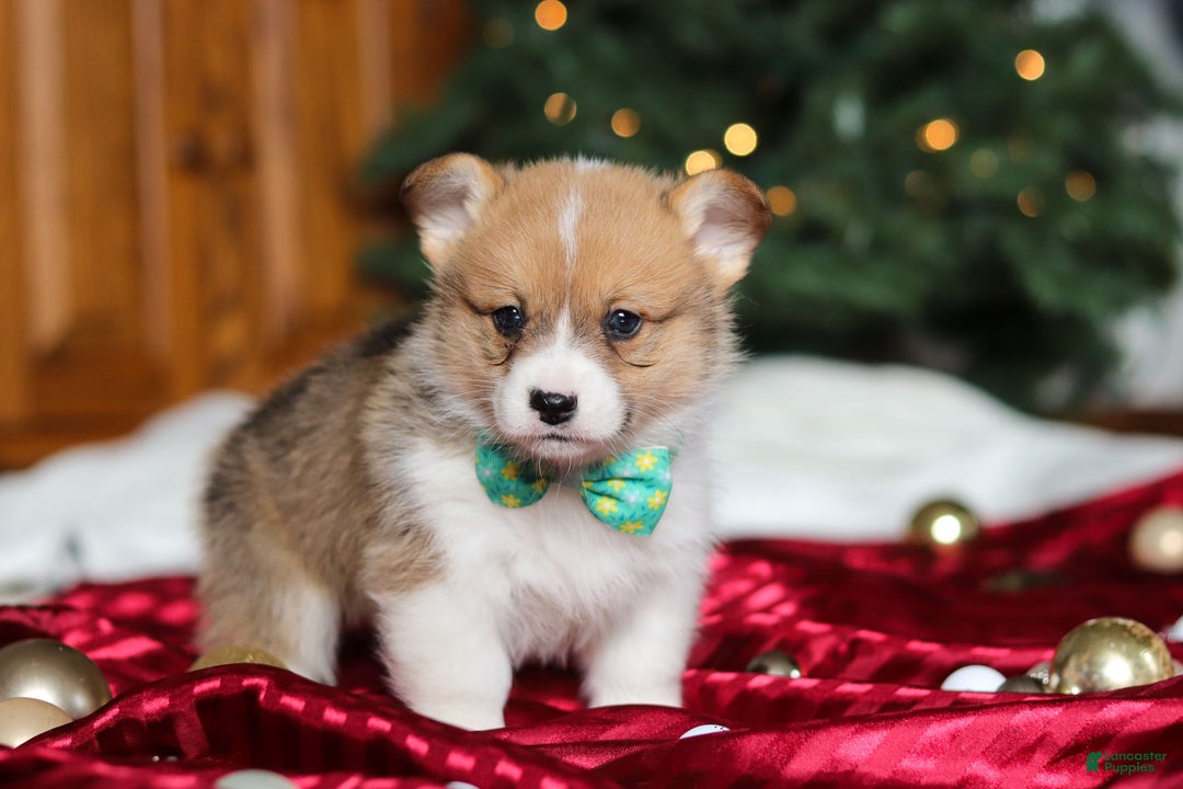 Welsh Corgi Pembroke dogs for sale: Santa - Ad 6