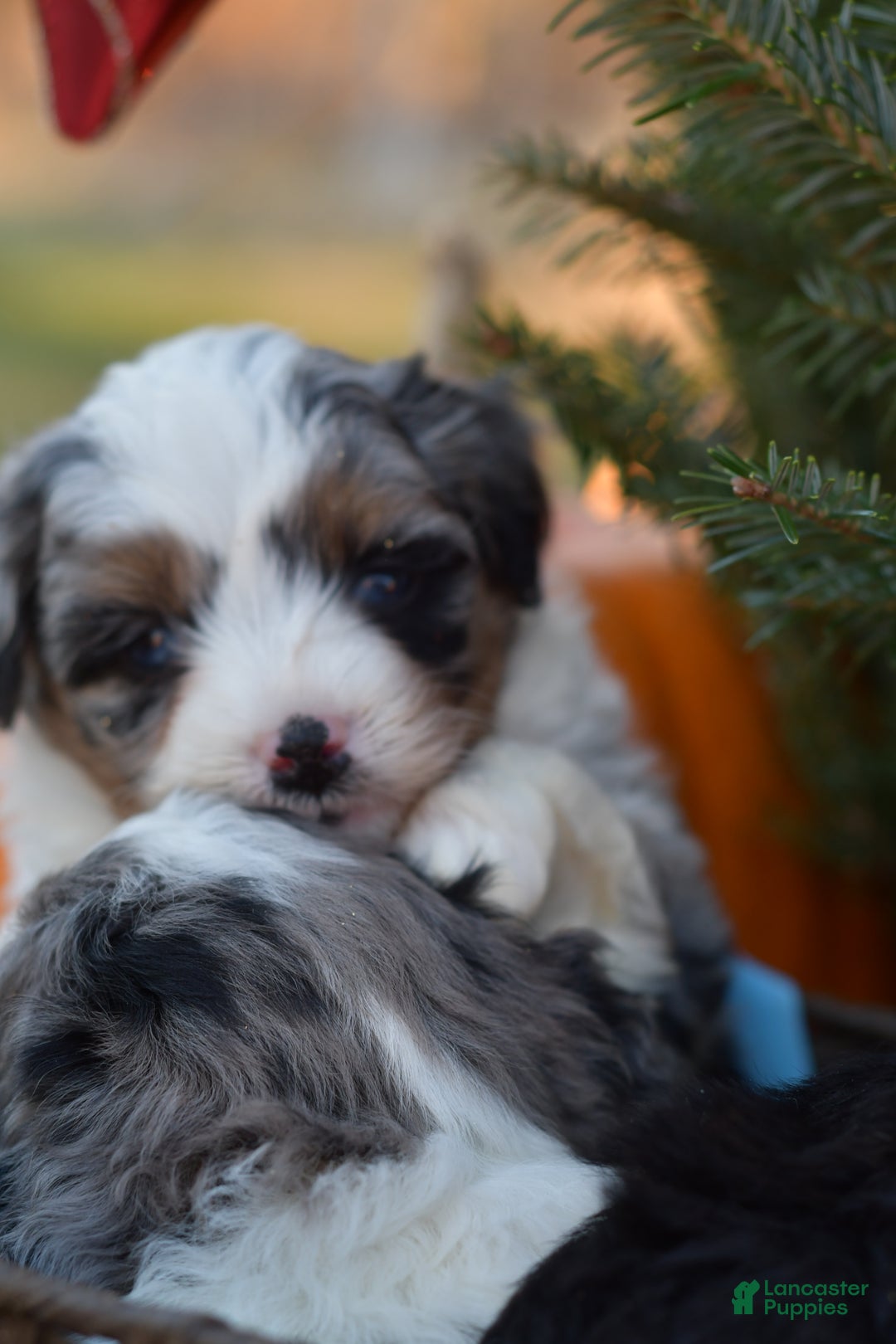Mini Aussiedoodle dogs for sale: Rory - Ad 9