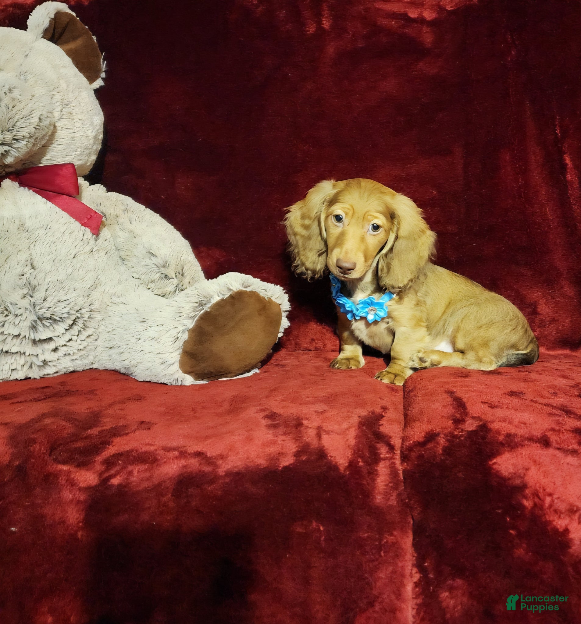 Miniature Dachshund dogs SAWYER  - Ad 9