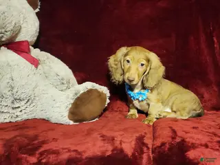 Miniature Dachshund dogs SAWYER - Ad 9