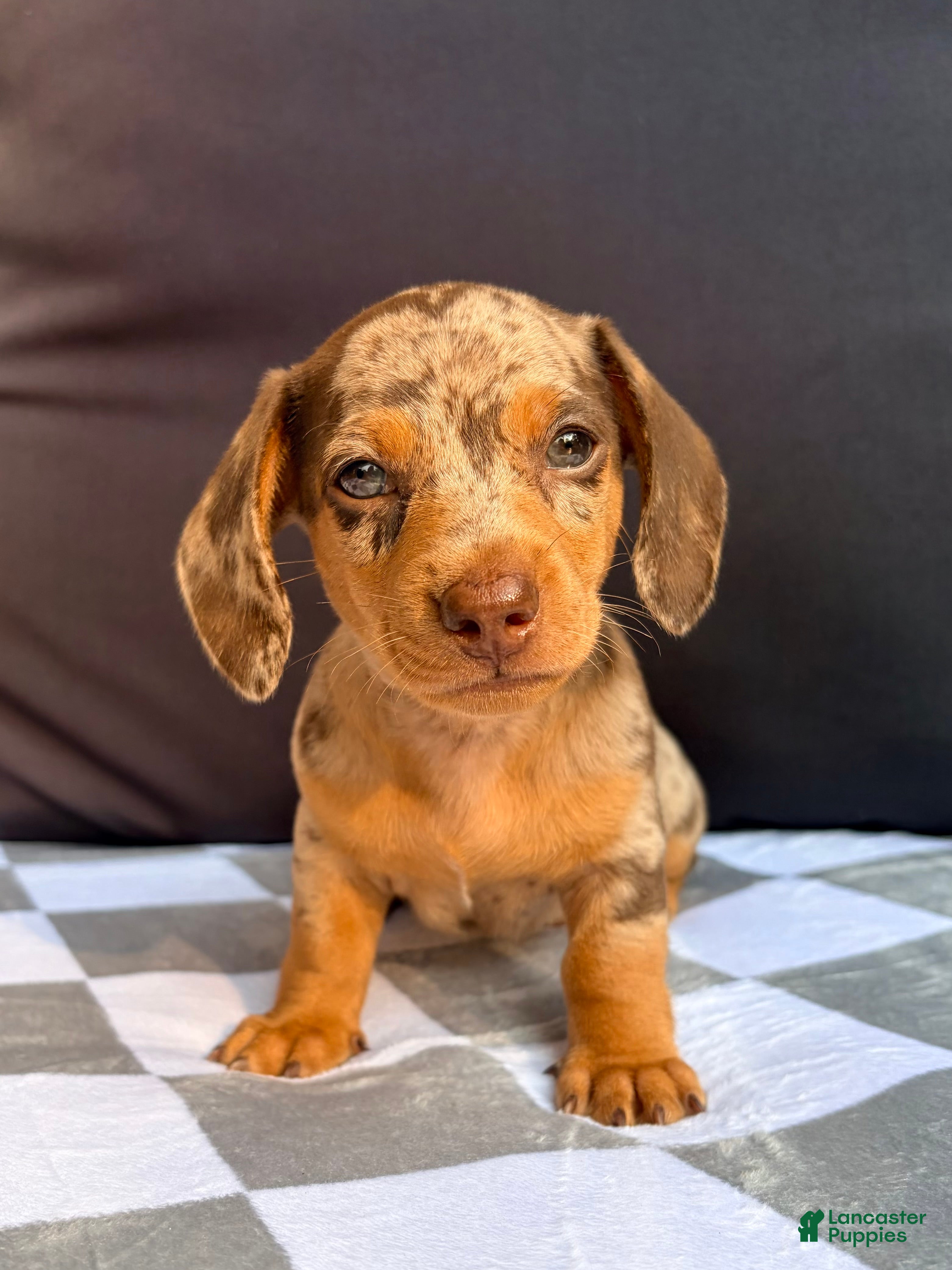 Miniature Dachshund dogs Miniature Dachshund 3- Cookie - Ad 2