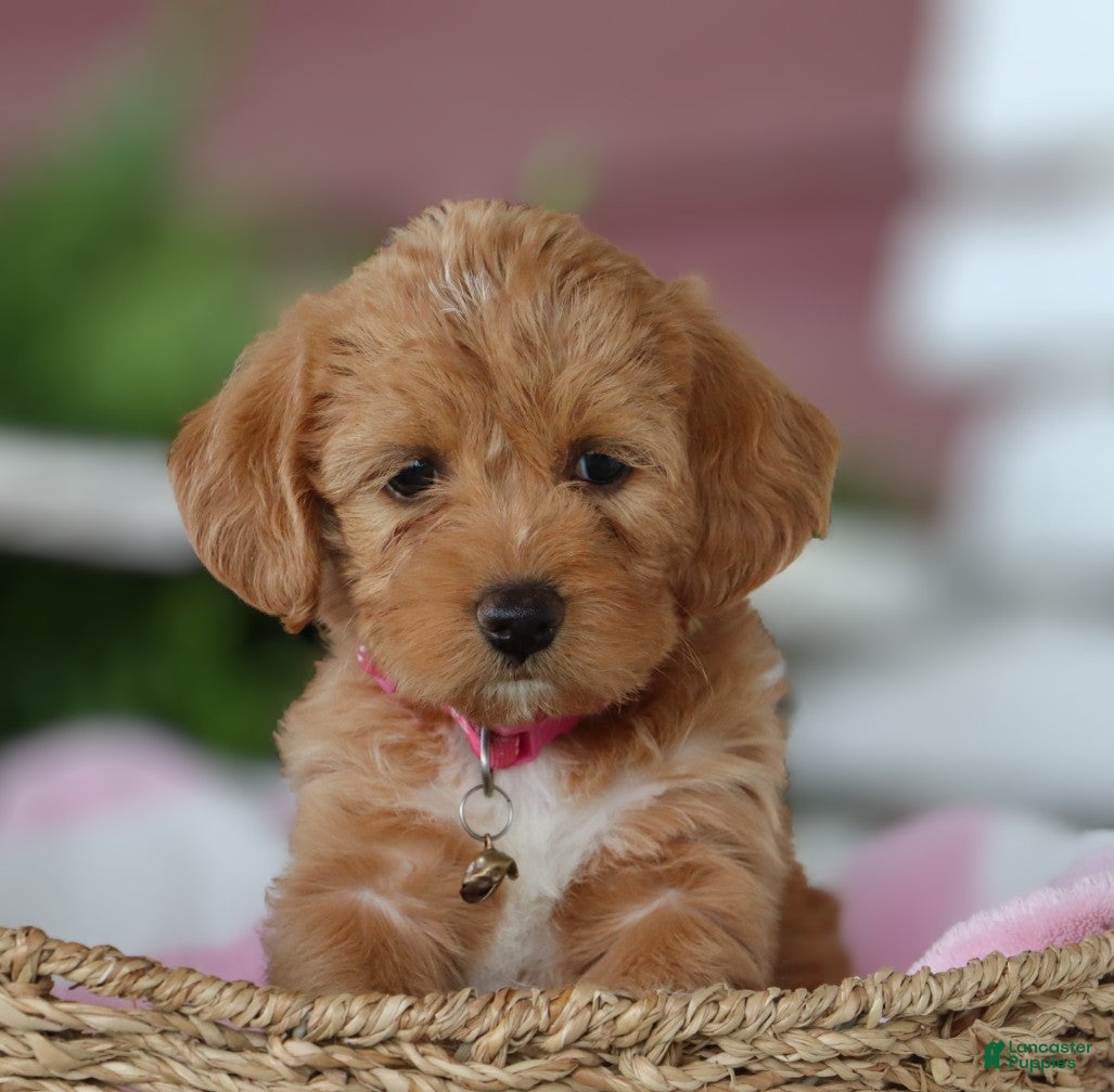 Mia