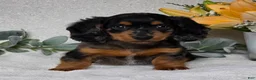 Miniature Dachshund dogs for sale: Posie - Ad 2