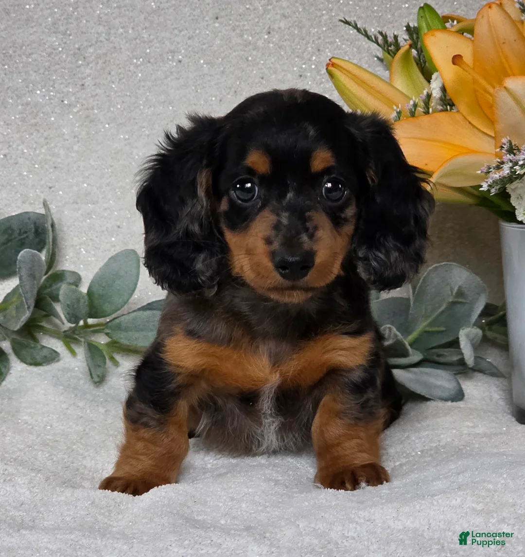 Miniature Dachshund dogs for sale: Posie - Ad 2