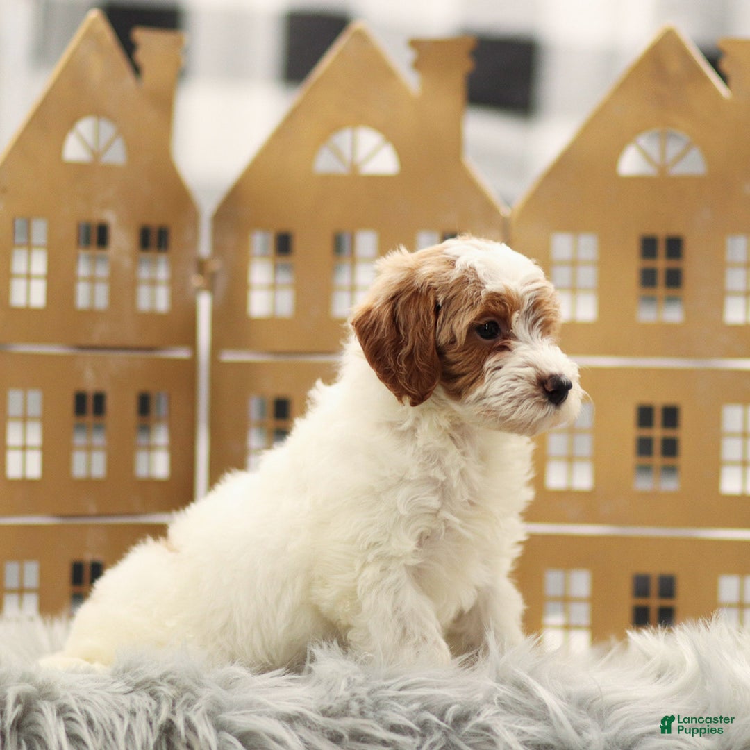 Goldendoodle dogs for sale: Lilac - Ad 5