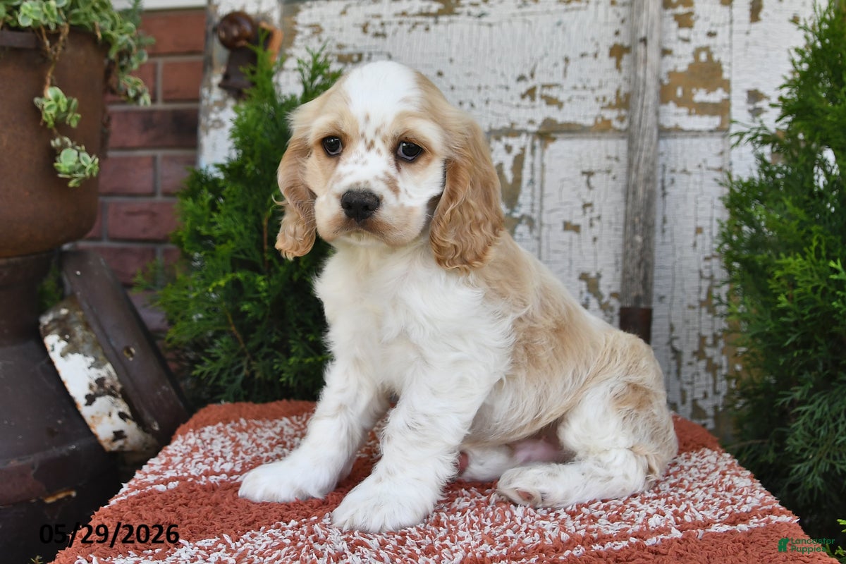 Cocker Spaniel dogs Isaac - Ad 1