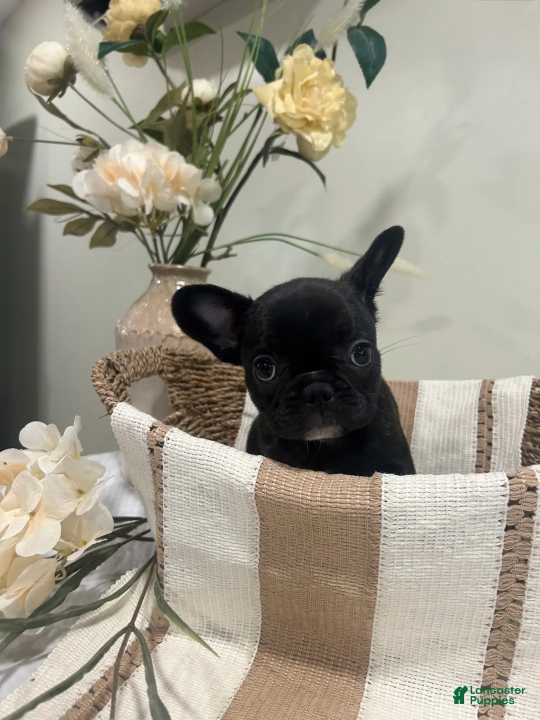 Frug dogs for sale: Armani - Ad 2