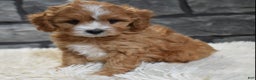 Cavapoo dogs for sale: Sophie  - Ad 7