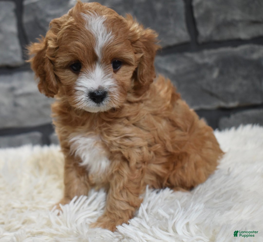 Cavapoo dogs for sale: Sophie  - Ad 7