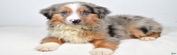 Miniature Australian Shepherd dogs for sale: Winston - Ad 3
