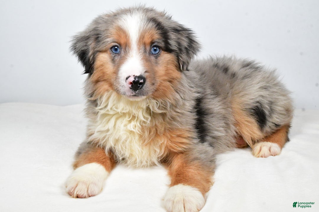 Miniature Australian Shepherd dogs for sale: Winston - Ad 3