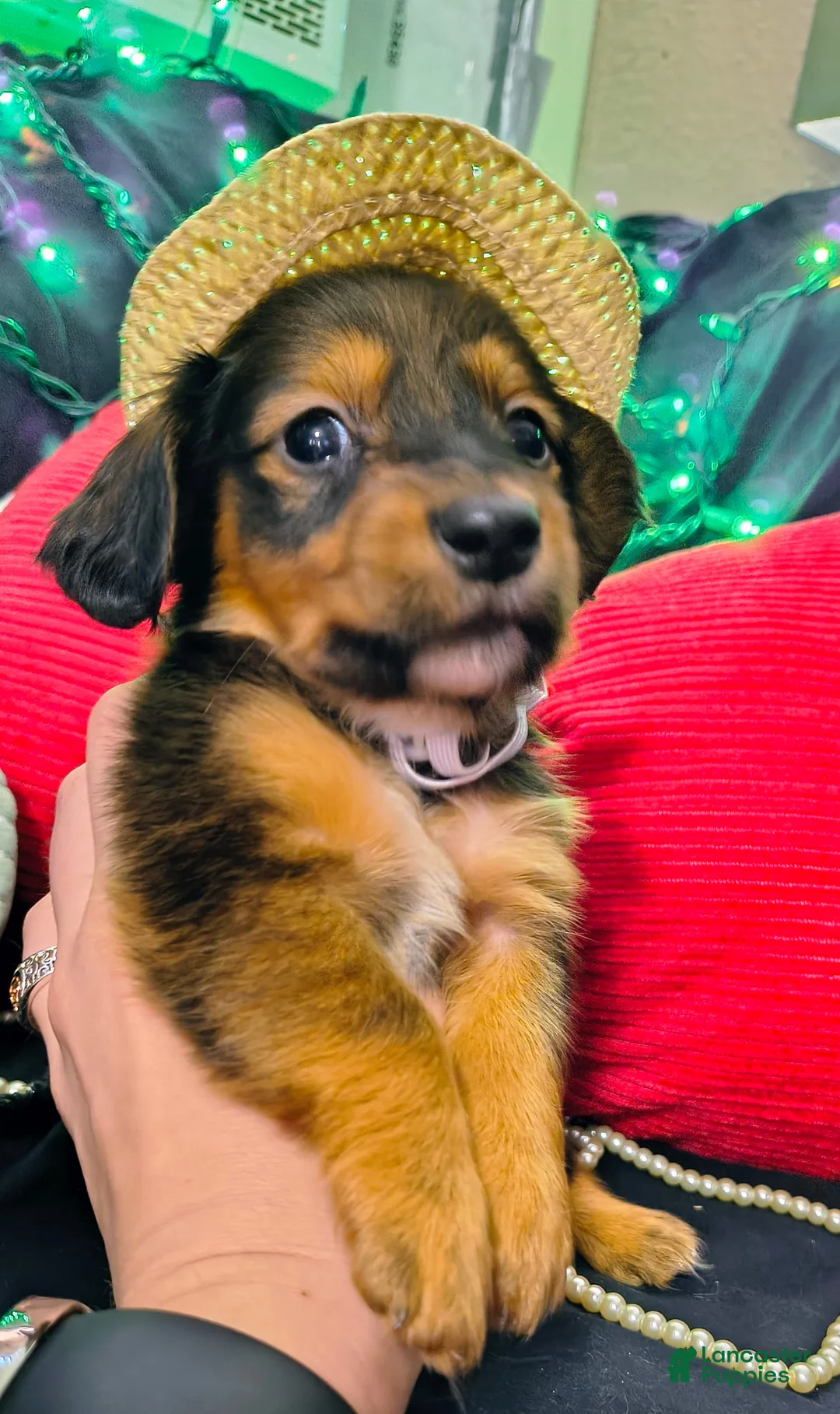 Miniature Dachshund dogs for sale: Miniature Dachshund 2 - Ad 1