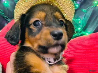 Miniature Dachshund dogs Miniature Dachshund 2 - Ad 1