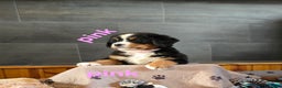 Bernese Mountain Dog dogs for sale: Pink - Ad 3