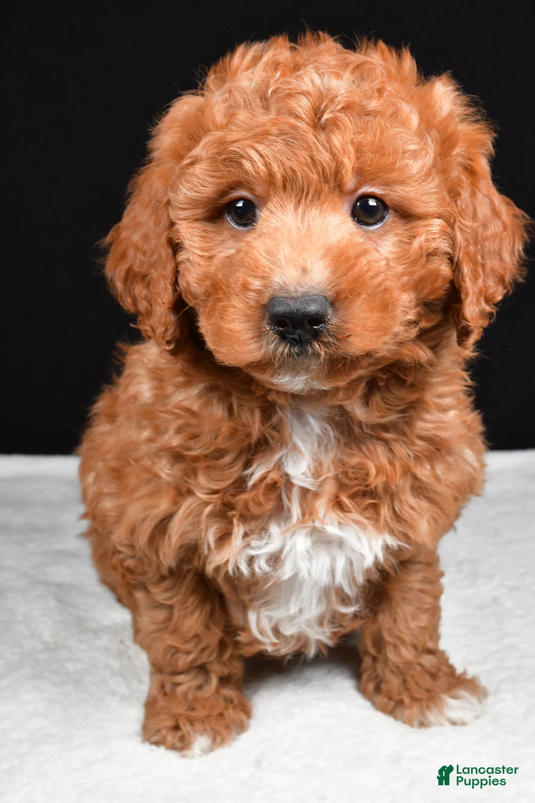 Mixed Breed dogs for sale: Justin - Ad 1