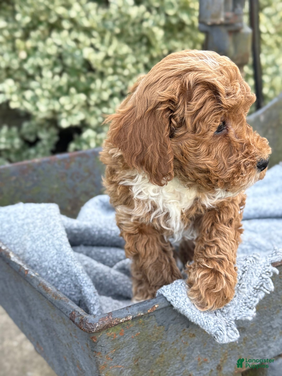 Toy Poodle dogs for sale: Pepper - Ad 14