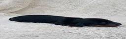Miniature Dachshund dogs for sale: AKC Longhair Black & Tan Mini Dachshund Girl - Ad 5