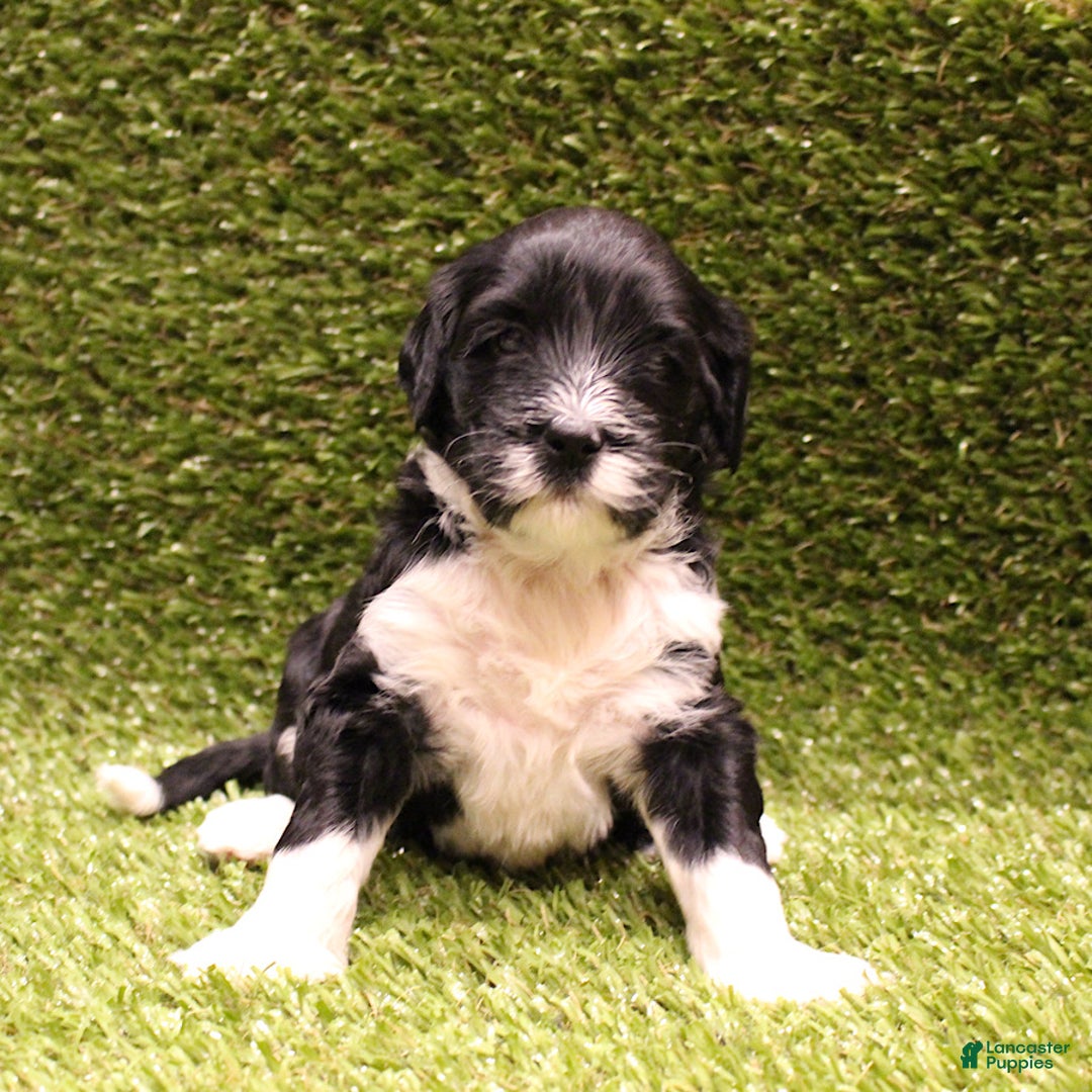 Portuguese Water Dog dogs for sale: Charli - Ad 3
