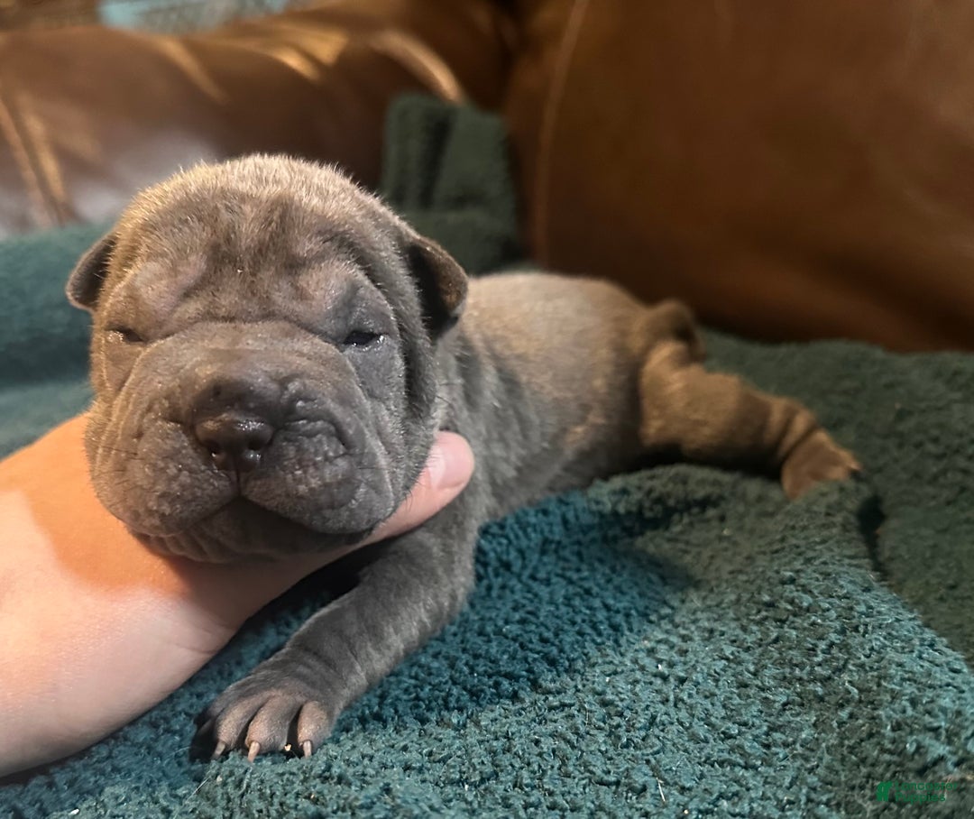 Shar Pei dogs for sale: Scarlett - Ad 2