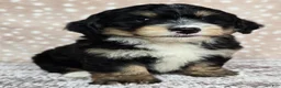 Mini Bernedoodle dogs for sale: Mini Willow - Ad 8