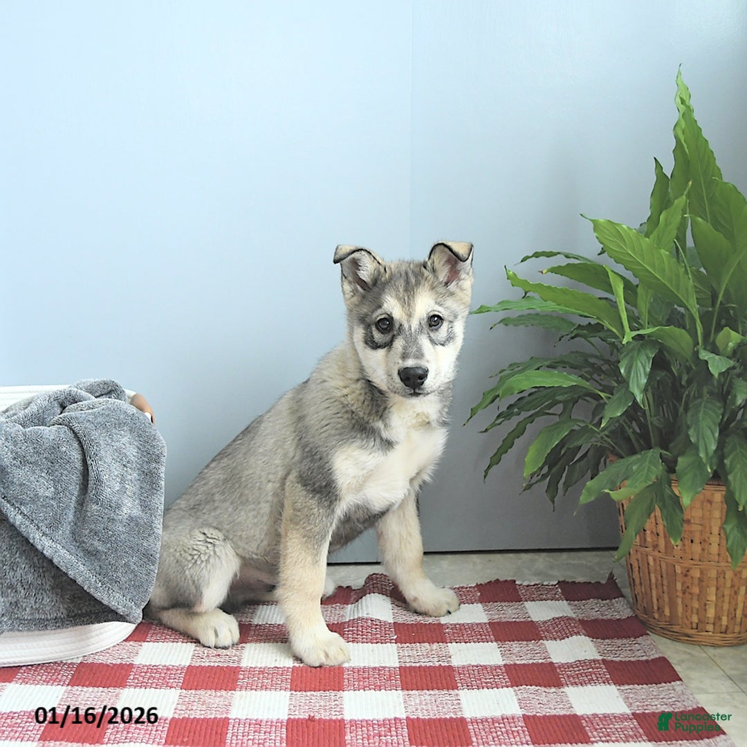 Siberian Husky dogs for sale: Balto - Ad 3