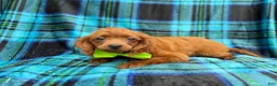 Cavapoo dogs for sale: Dakota - Ad 5