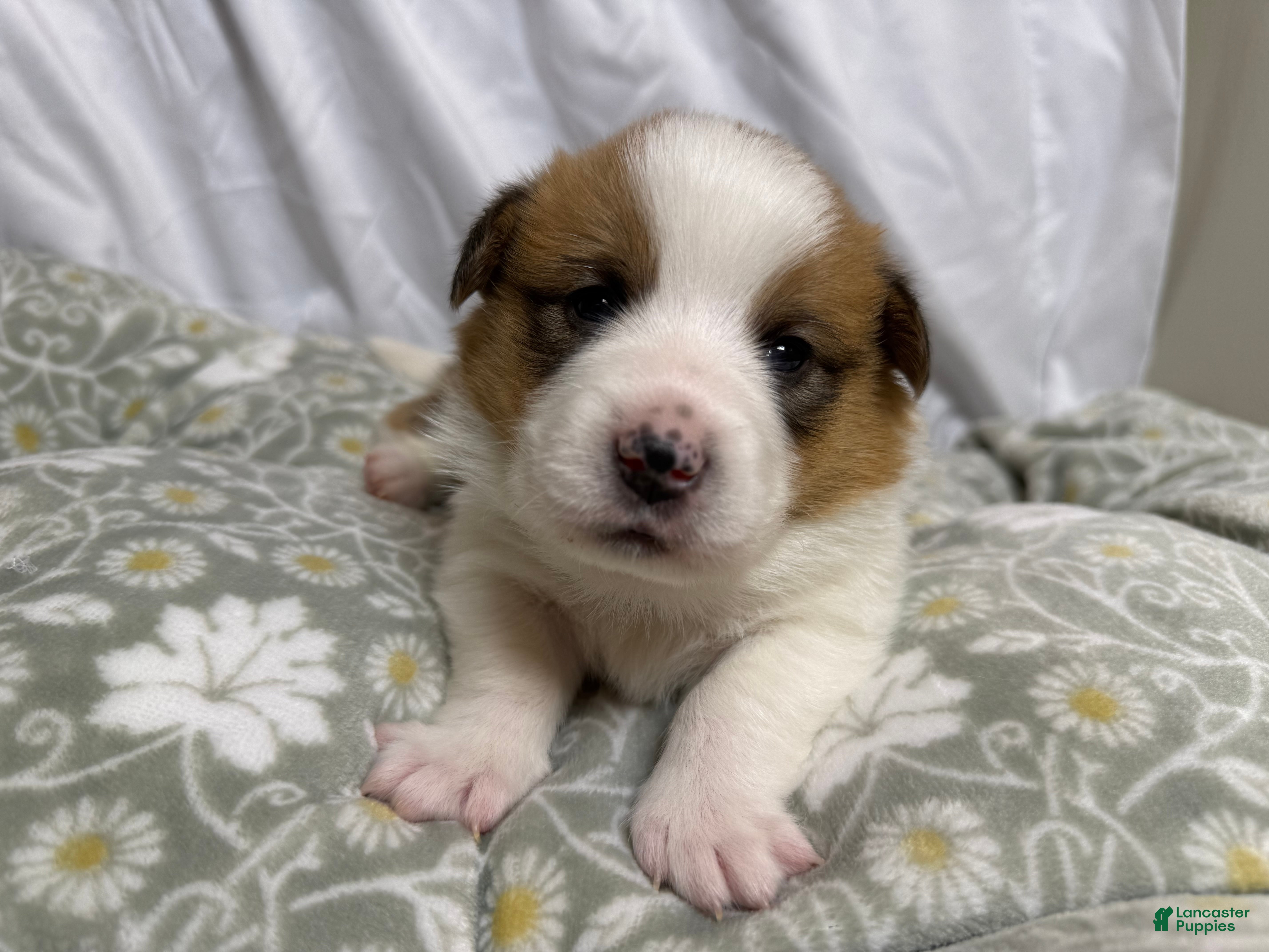 Welsh Corgi Pembroke dogs Good Friday 3M - Ad 30