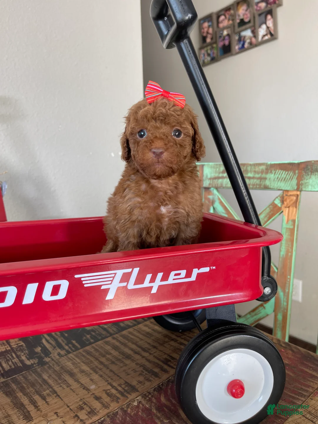 Toy Poodle dogs for sale: Akc Bred Color Red Red Bow - Ad 3