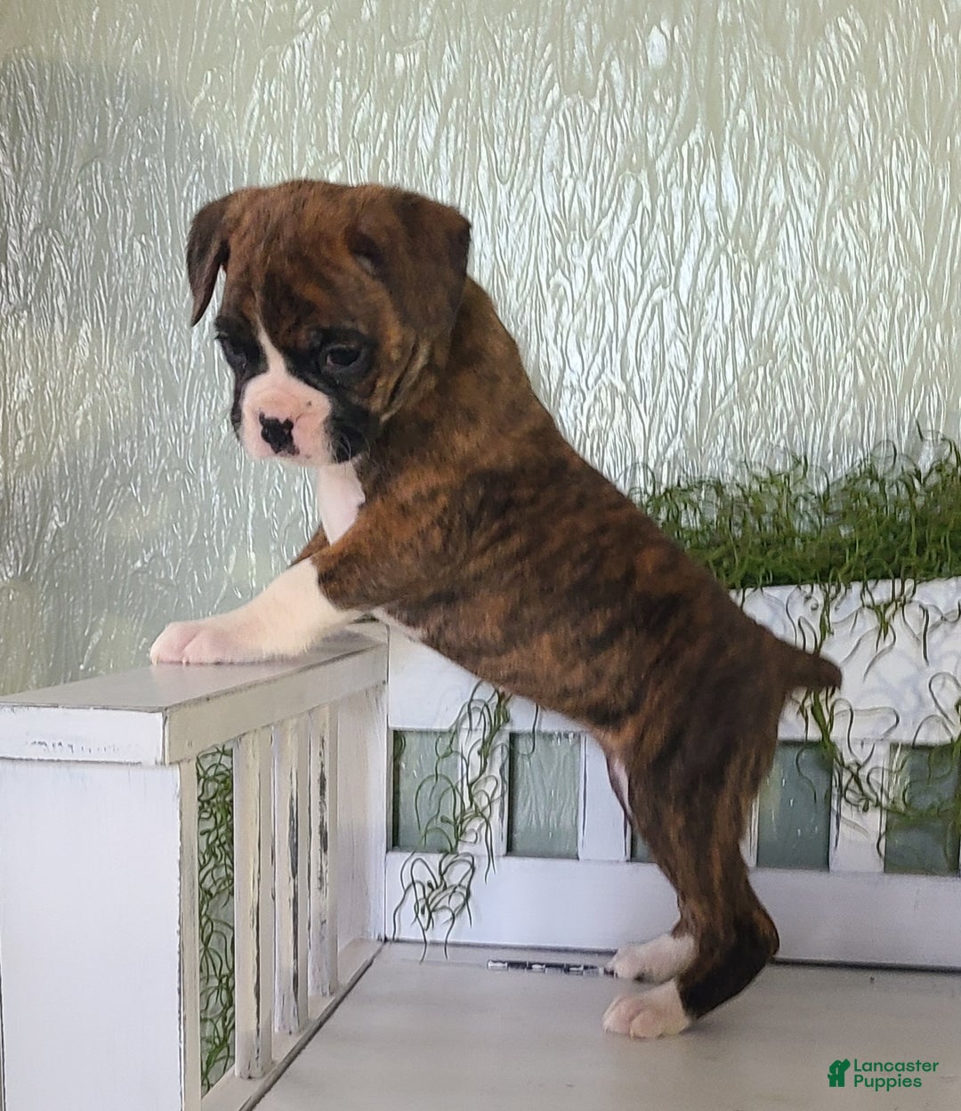 Boxer dogs for sale: Rose  - Ad 3
