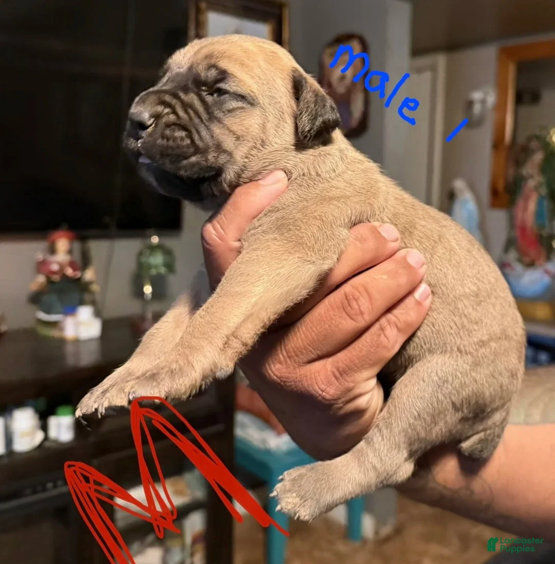 Cane Corso dogs for sale: Cane corso  - Ad 6