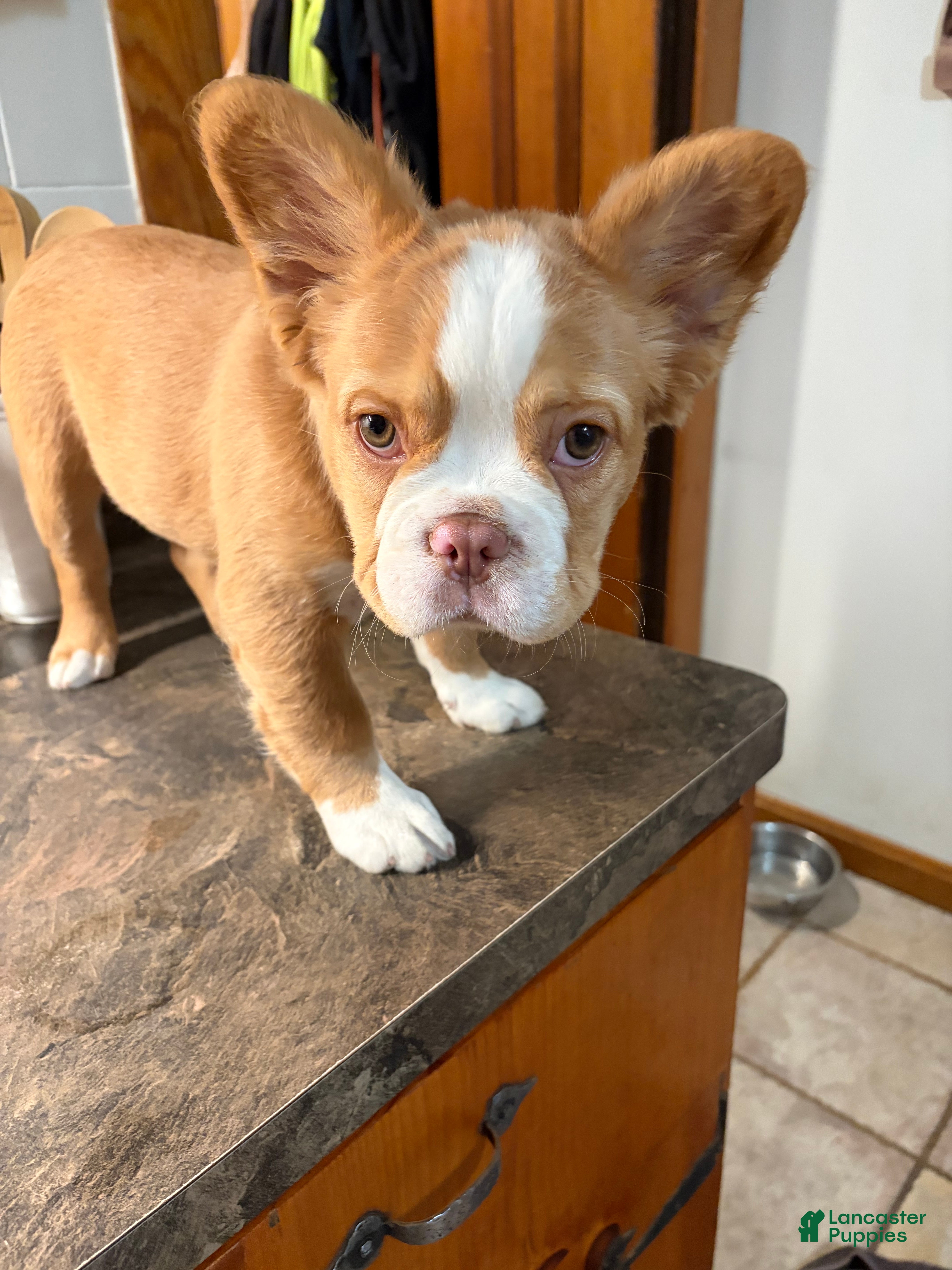French Bulldog dogs French Bulldog 2 - Ad 2