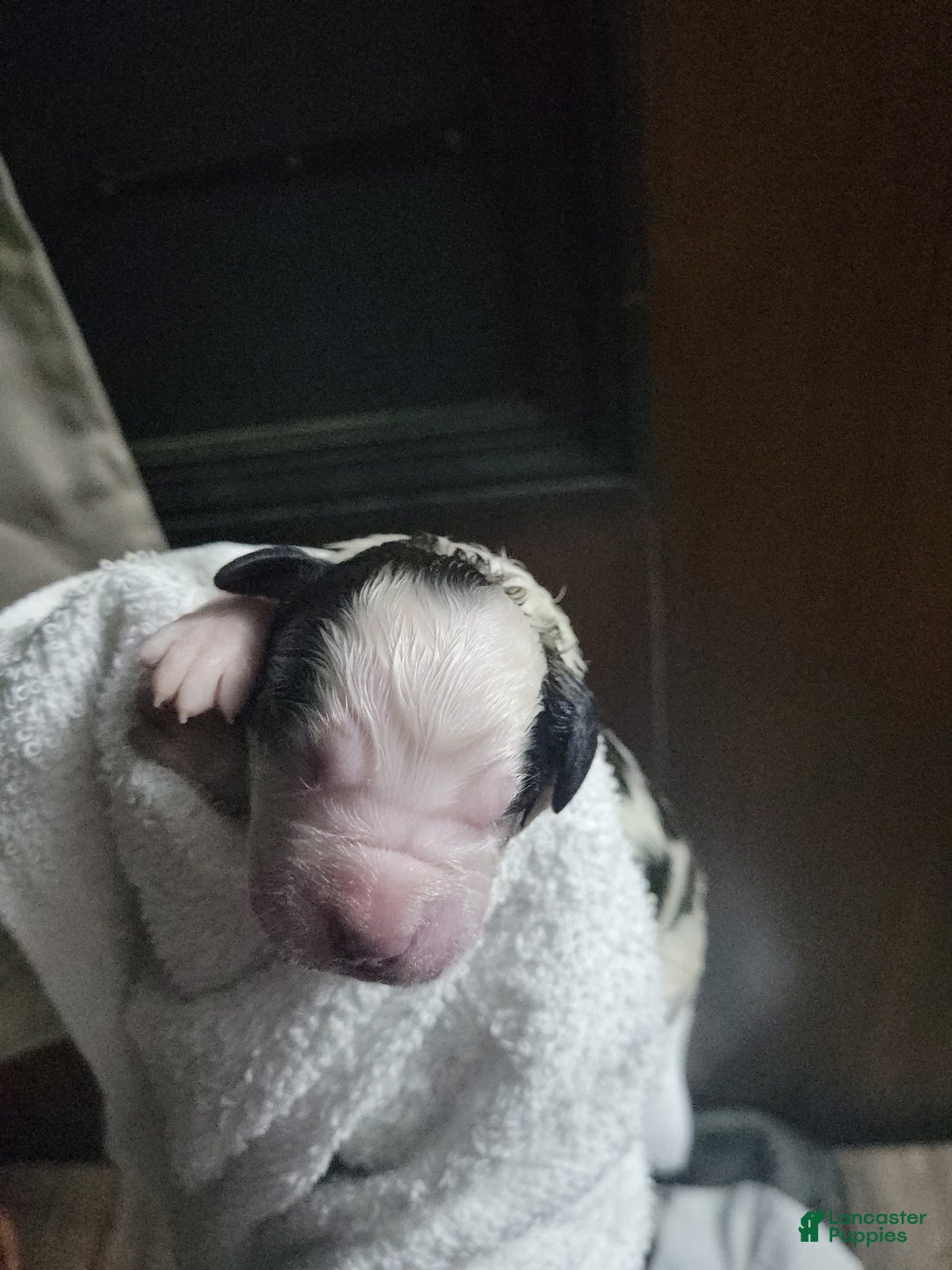 Saint Bernard dogs for sale: Puppy 3 - Ad 44